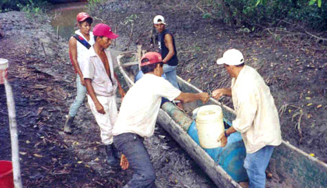 Traslado de larva de camarón